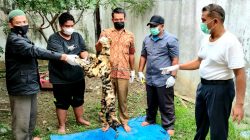 Jual Kulit Harimau ke Petugas, Tiga Pelaku Langsung Diringkus di Aceh