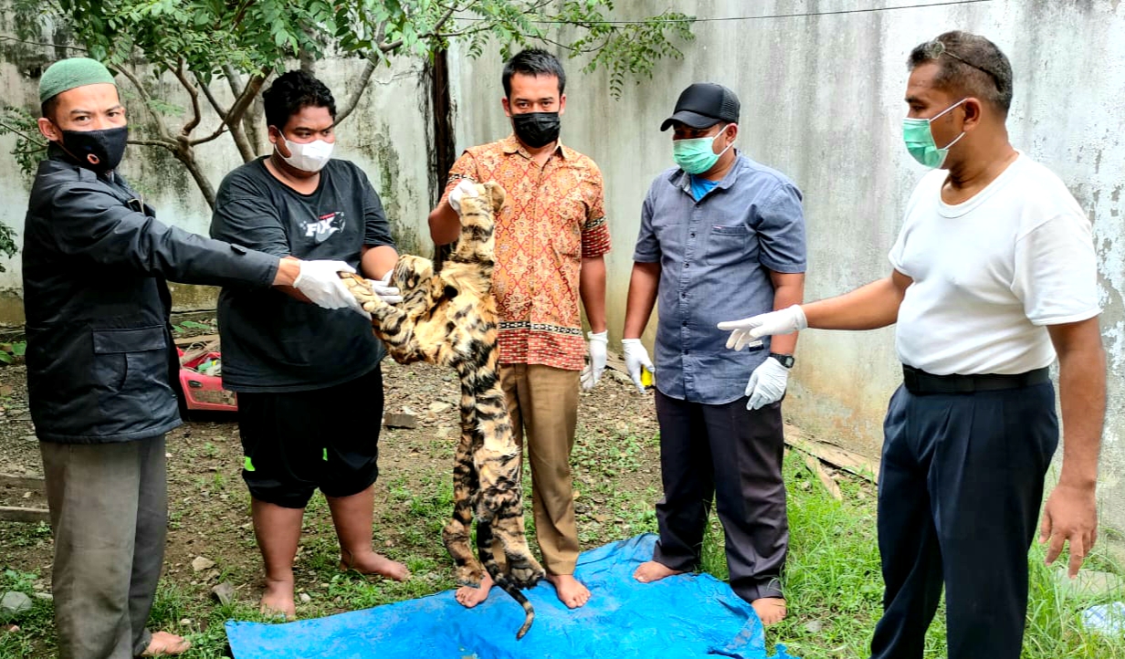 Jual Kulit Harimau ke Petugas, Tiga Pelaku Langsung Diringkus di Aceh