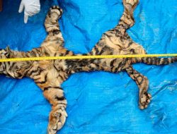 Jual Kulit Harimau ke Petugas, Tiga Pelaku Langsung Diringkus di Aceh 