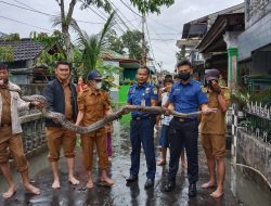 Ular Piton Panjang Tiga Meter Ditangkap Saat Banjir di Tanjungpinang