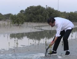 Berkunjung ke Abu Dhabi, Jokowi Sempat Tanam Mangrove di Pulau Al Jubail