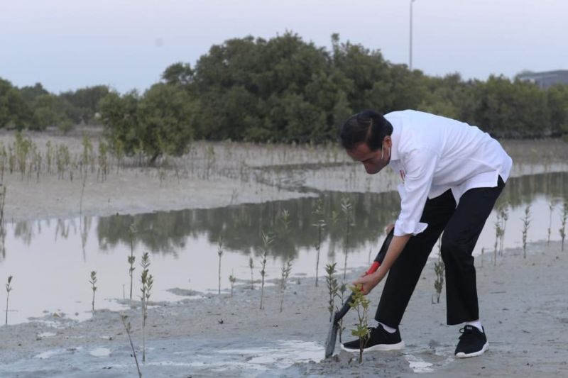 Berkunjung ke Abu Dhabi, Jokowi Sempat Tanam Mangrove di Pulau Al Jubail