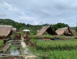 Kampoeng Sawah Marina, Tempat Belajar dan Nongkrong Ala Pedesaan di Kota Batam