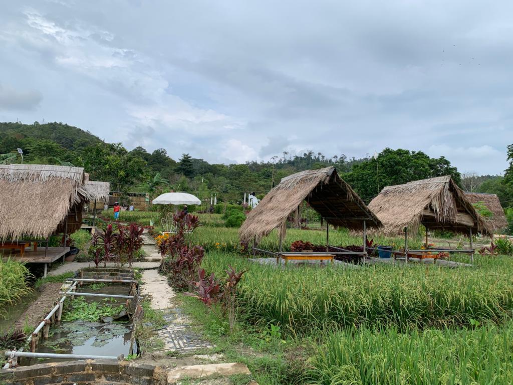 Kampoeng Sawah Marina, Tempat Belajar Nongkorng Ala Pedesaan di Kota Batam