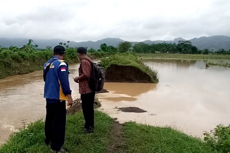 Astaga! Tanggul Jebol, Puluhan Hektare Lahan Pertanian Terendam Banjir