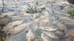 Kematian Ikan Akibat Kekurangan Oksigen di Danau Maninjau Hampir 1.000 Ton