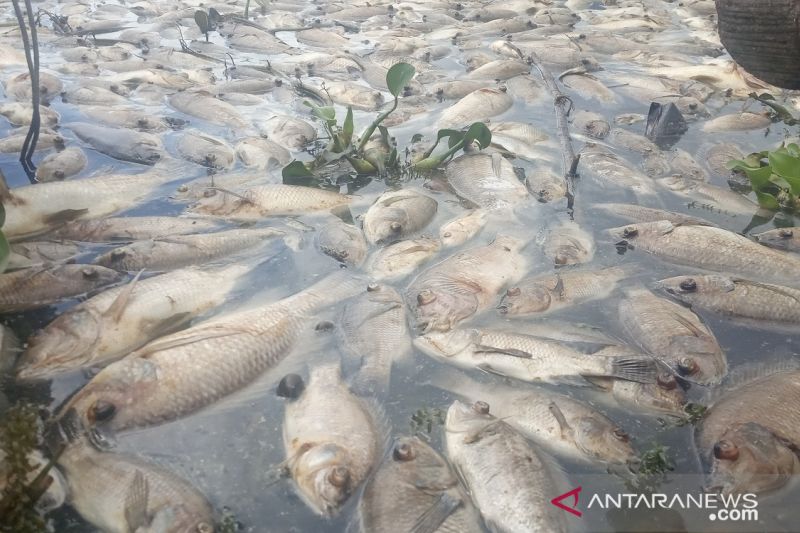 Kematian Ikan Akibat Kekurangan Oksigen di Danau Maninjau Hampir 1.000 Ton