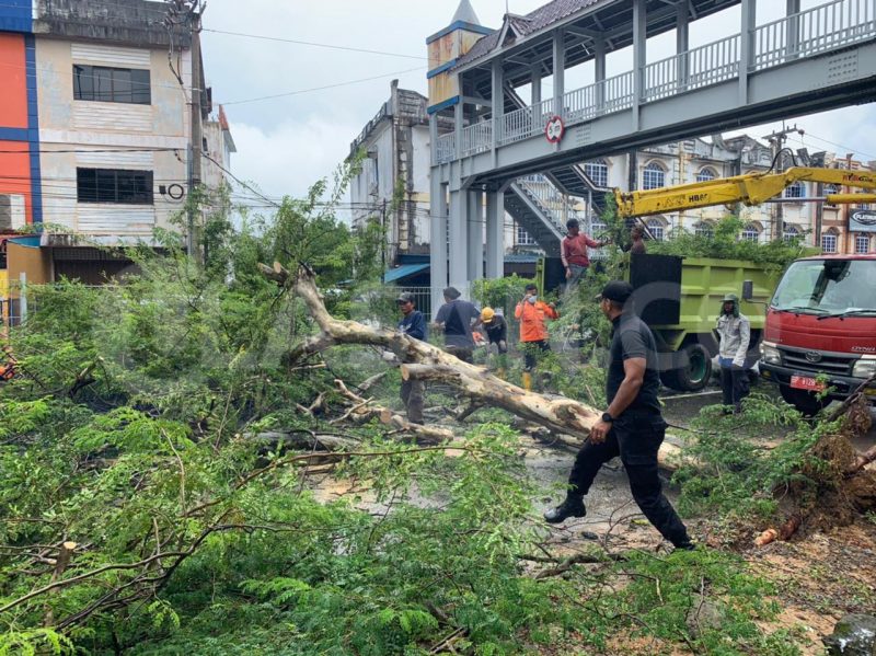 Polisi Imbau Warga Tanjungpinang Waspada Pohon Tumbang saat Berkendara