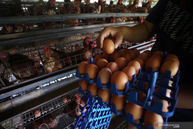 Kemendag Prediksi Harga Telur dan Minyak Goreng Turun setelah Tahun Baru