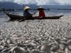 Ratusan Ton Ikan Mati Mendadak di Danau Maninjau Sumbar