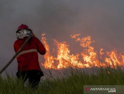 Duh! 353.222 Hektare Hutan dan Lahan Terbakar Sepanjang 2021