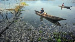 Kematian Ribuan Ton Ikan di Danau Maninjau Timbulkan Bau Busuk