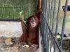 Petugas BKSDA Temukan Orangutan Hingga Monyet Hitam di Rumah Bupati Langkat