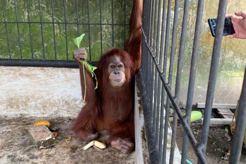 Petugas BKSDA Temukan Orangutan Hingga Monyet Hitam di Rumah Bupati Langkat