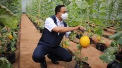 Anies Baswedan Apresiasi Agro Edu Wisata Cilangkap
