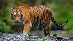 Cerita Warga Kampung Situak Pasaman Barat Diserbu Harimau