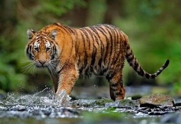 Cerita Warga Kampung Situak Pasaman Barat Diserbu Harimau