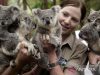Demi Melindungi Hewan Koala, Australia Keluarkan Uang 50 Juta Dolar