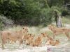 Singa dan Puma Terinfeksi COVID-19 di Afrika Selatan