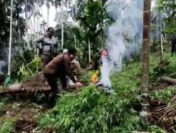 Aparat Gabungan Temukan 6,28 Hektare Ladang Ganja di Aceh Utara