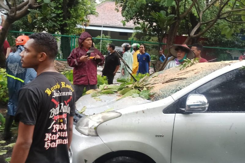 Satu Unit Mobil dan Motor Ditimpa Pohon Tumbang di Sidoarjo