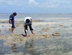 Libur Hari Raya Nyepi 2022, Pengungjung Pantai Trikora Bintan Manfaatkan Waktu Cari Kerang