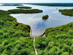 Hutan Mangrove Pering Jadi Objek Wisata Andalan di Natuna