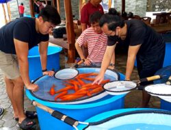 Pilih Ikan Terbaik, Majestic Koi Farm Tanjungpinang Datangkan Grand Champion dari Jakarta