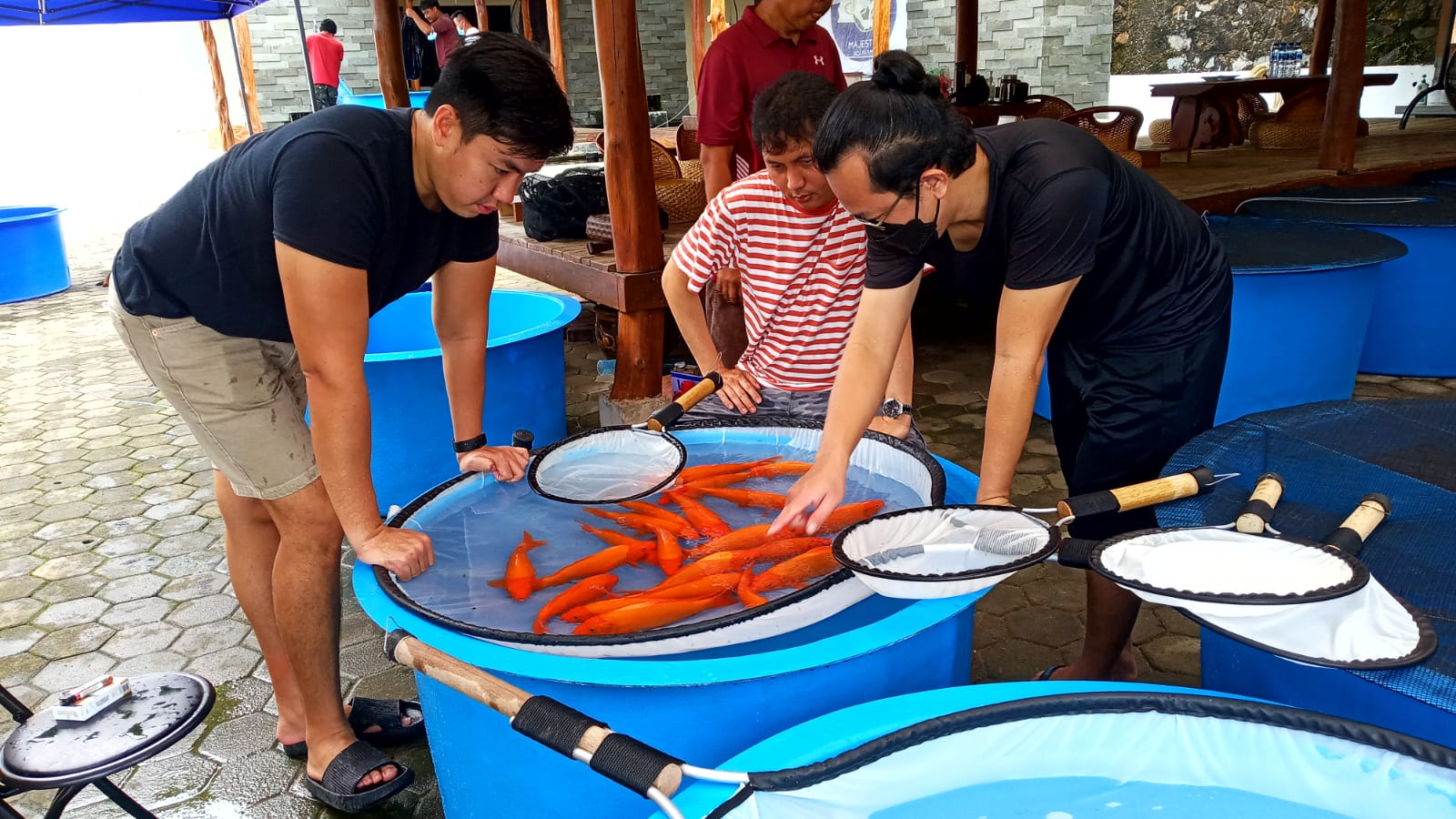 Pilih Ikan Terbaik, Majestic Koi Farm Tanjungpinang Datangkan Grand Champion dari Jakarta