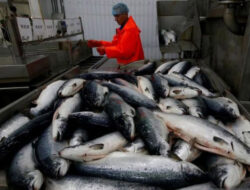 Jepang-Rusia akan Berunding Soal Kuota Penangkapan Ikan Salmon dan Trout