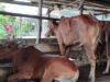 Ratusan Sapi di Bangka Belitung Diduga Terjangkit Penyakit Mulut dan Kuku (PMK)
