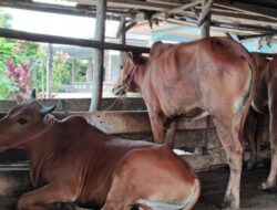 Ratusan Sapi di Bangka Belitung Diduga Terjangkit Penyakit Mulut dan Kuku (PMK)