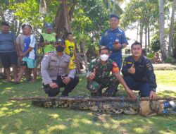 Seekor Buaya Terperangkap di Kelong Nelayan Dievakuasi ke Minizoo Lagoi Bintan