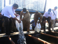 Kelompok Budidaya Ikan Terima Bantuan Bibit Kerapu Cantang dari Pemkab Bintan