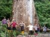 Wow! Pohon Terbesar di Dunia Berusia 5 Abad Tumbuh di Agam