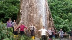 Wow! Pohon Terbesar di Dunia Berusia 5 Abad Tumbuh di Agam