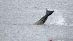 Terjebak di Sungai Seine, Seekor Paus Akan Dipandu ke Laut dengan Suara Orca