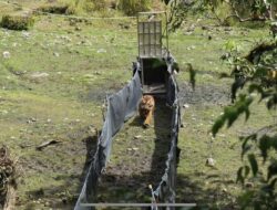 Dua Harimau Sumatra Dilepasliarkan di Taman Nasional Kerinci Seblat