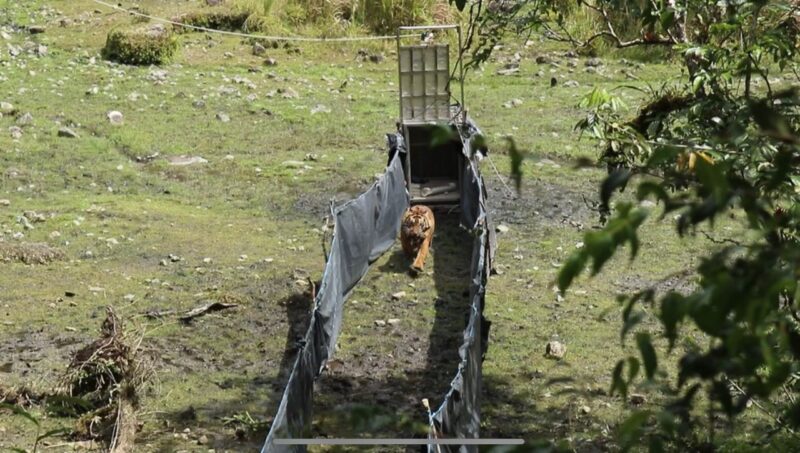 Seekor Harimau Sumatra Dilepasliarkan di Taman Nasional Kerinci