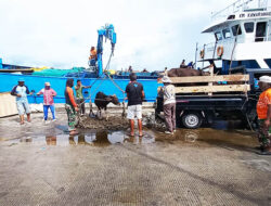 Natuna Siap Memasok Sapi untuk Wilayah Kepri, Populasinya Capai 10 Ribu Ekor Lebih