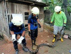Ular Sanca Tiga Meter Ditangkap saat Lilit Ayam Jago di Bintan
