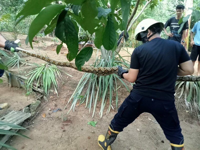 Petugas Damkar Tanjung Uban Evakuasi Ular Sanca dan Kobra Dalam Sehari