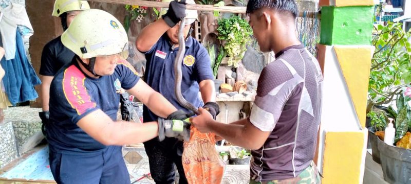 Petugas Damkar Tanjung Uban Evakuasi Ular Sanca dan Kobra Dalam Sehari