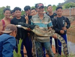 Seekor Buaya Dua Meter Ditangkap Warga di Bintan Timur