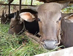 Sapi Kurban di Bintan Laris Terjual, Kini Stok di Peternakan Menipis