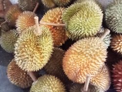 Besok Ada Pesta Durian Karimun, 3,4 Ton Durian Disiapkan