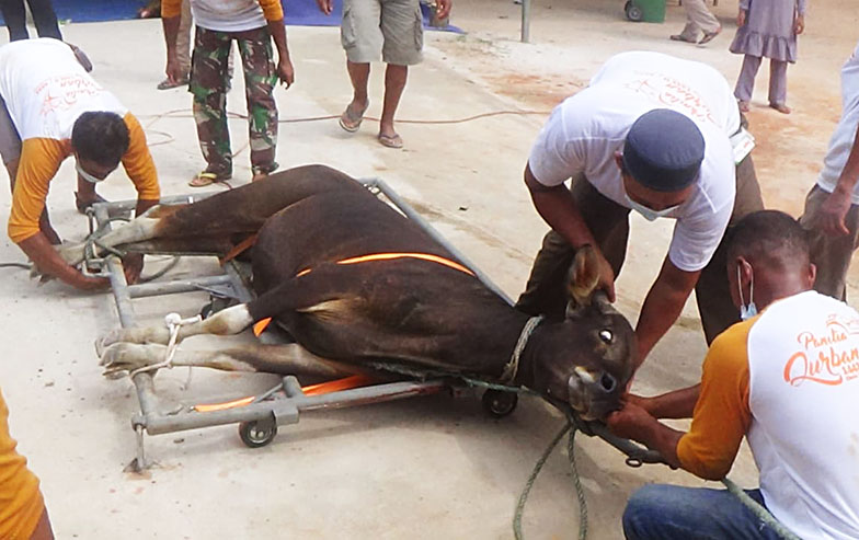 Pemotongan sapi di Natuna