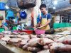 Harga Ikan di Pasar Tradisional Tanjungpinang Terpantau Normal