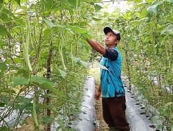 Petani Sayuran di Bintan Tak Mampu Beli Pupuk, Harganya Rp1 Juta per Karung