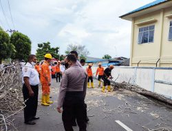 Pohon Tumbang akibat Badai Tutupi Ruas Jalan Sumatera di Tanjungpinang